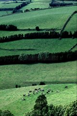 Landwirtschaftliche Landschaft von Azoren in Portugal