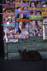 Chat de gouttière sous des couvertures de magazine Thaïlande