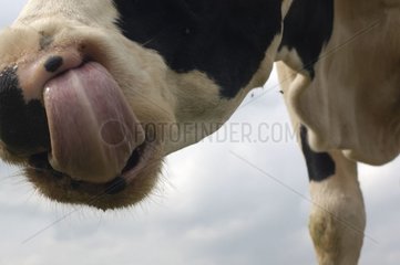 Langue et narines de vache Prim'Holstein Lozère
