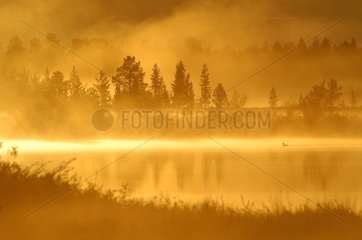 Fog and Reflections on a pond in a peat bog Finland