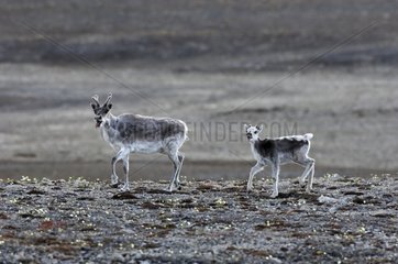 Peary Caribou female and her young Nunavut Canada
