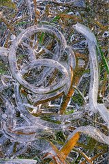 Herbs wound surrounded by ice in a frozen pond France