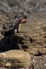 Female Lava lizard warming itself at sun Galapagos