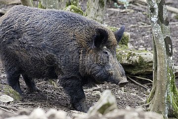 Wildschwein  das Ende März Frankreich im Wald spaziert