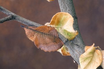 Lappet Moth on a branch Bulgaria