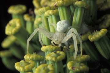 Spider crab France