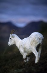 Junge mÃ¤nnliche Dalls Schafe am frÃ¼hen Morgen Denali np Alaska