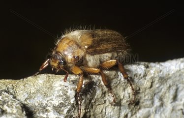 Summer chafer on a stone