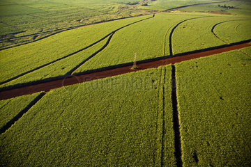 Sugarcane plantation  Ribeirao Preto  Sao Paulo State  Brazil.