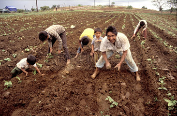Mexico; a farmer and his children are planting and weeding small plants in the field  the farmer looks up smiling.