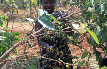 Kagera  the harvest of coffee beans
