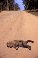 Dead monkey on the road  Alta Floresta region  Amazon rainforest  Mato Grosso State  Brazil. run down  run over  knocking down  running over  animal abuse  death