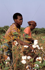 Burundi Women workers harvesting a cotton field