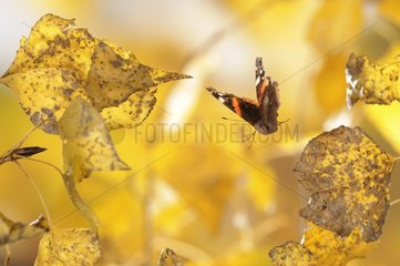 Red Admiral flying in the colors of autumn