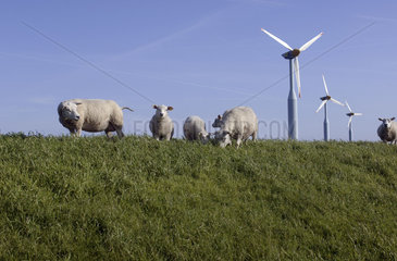 Texel  Oudeschild  sheep graze on the dike  wind energy collected by windmill park