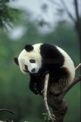 Großer Panda  der in einer Niederlassung in Sichuan China sitzt