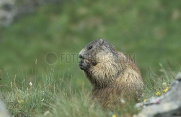 Alpine Marmot eating National park Hohe Tauern Austria
