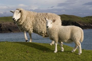 Ewe and lamb on the coast Clachtoll bay Scotland