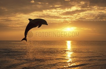 Großer Delphin- und Sonnenuntergang Roatan Honduras