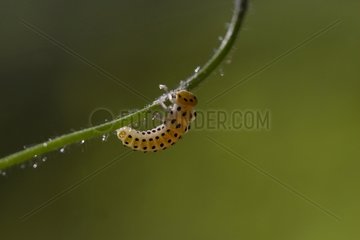 Hymenoptere larvae in a undergrowth in Lorraine
