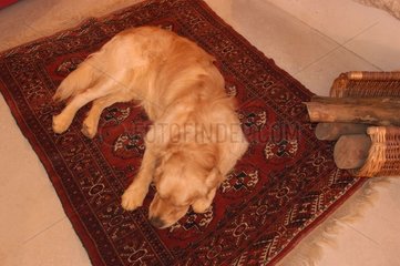 Golden retriever couché sur un tapis persan
