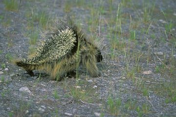 North American Porcupine in defensive posture - Canada