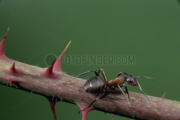 Rote Ameisen  die auf einer dornigen Stange laufen