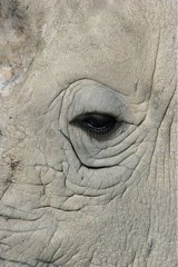 Oeil de RhinocÃ©ros Blanc