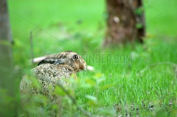 Hare lying down in grass