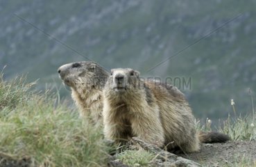 Alpine Marmots National park Hohe Tauern Austria