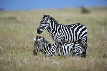 Grant's Zebra couples Masaï Mara Reserve Kenya