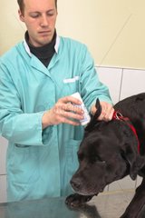 Veterinarian clining ears of a black Labrador