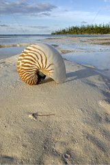 HÃ¼lle des BauchnÃ¤hte Nautilus auf der Beach Isle of Pines