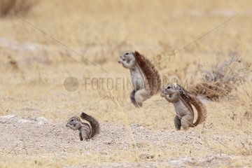 South African Ground Squirrel and 2 adults Etosha NP