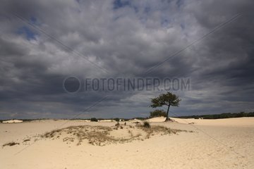 Sandwechsel -Nationalpark -Loonse in Drunense Duinen