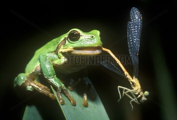 Grüne Regenette  nachdem er eine Libelle Frankreich gefangen hat