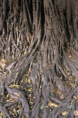 Sight on roots of tree