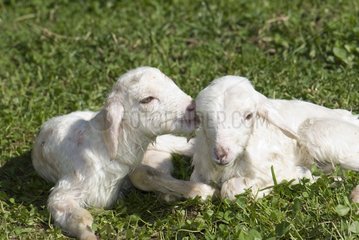 Newborn lambs in a field Spain