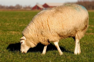 Mouton broutant Hollande Pays-Bas