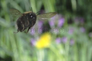 Theft of a Bumblebee during the summer France