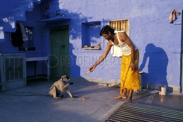 Man giving an offering to a Hanuman langur India