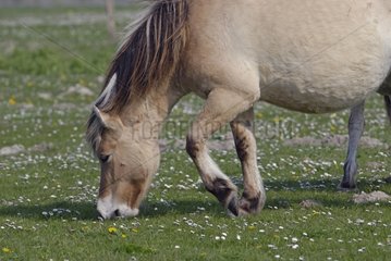 Henson Horse weidete in einer Wiese Baie de Somme Frankreich
