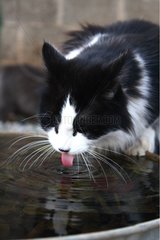 Portrait of a cat drinking in a bowl