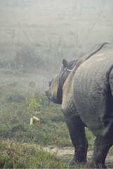 Poached and mutilated Indian Rhino captured for care Nepal