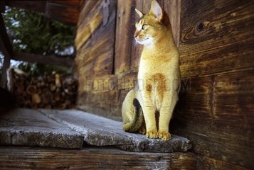Cat on a wooden terrace