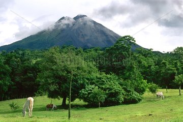 Farming at the foot of Arenal volcano Costa Rica