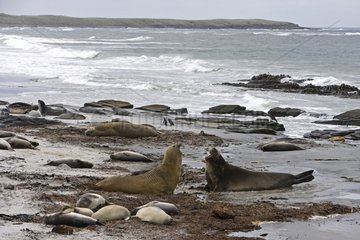 Northern elephant seals on sand shore in Falkland Islands