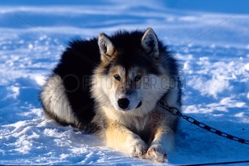 Portrait de Gjoa chien eskimo à l'attache