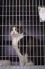 EuropÃ¤ische Katze in einer Zuflucht  die darauf wartet  Holland adoptiert zu werden