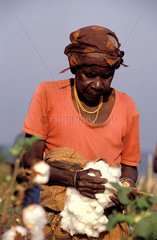 Burundi Women workers harvesting a cotton field
